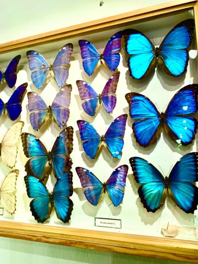 Villa Butterfly Budapest Exteriör bild