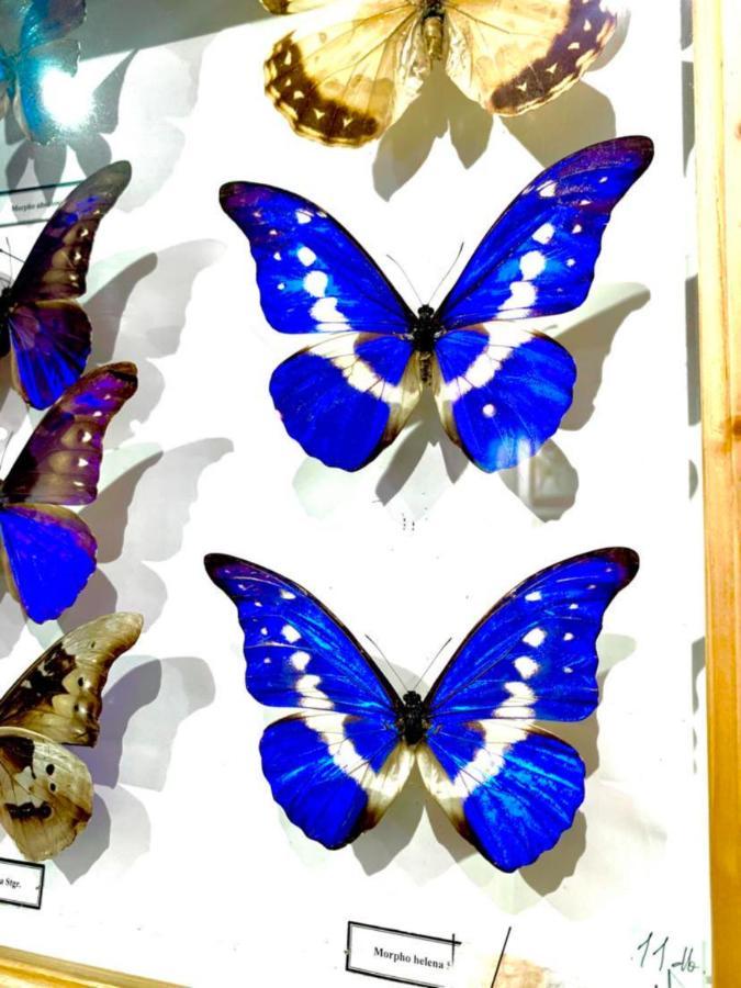 Villa Butterfly Budapest Exteriör bild